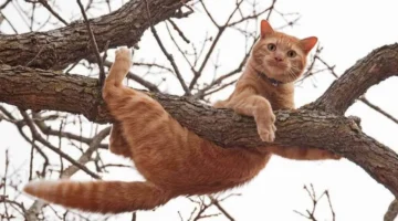 رسائل رؤية القطط في الأحلام كيف يفسر لونها وسلوكها تأثيرها النفسي على الحالم 1